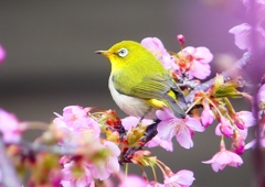 P1860881：河津桜にメジロ_R