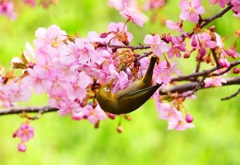 P3020190：河津桜にメジロ_R