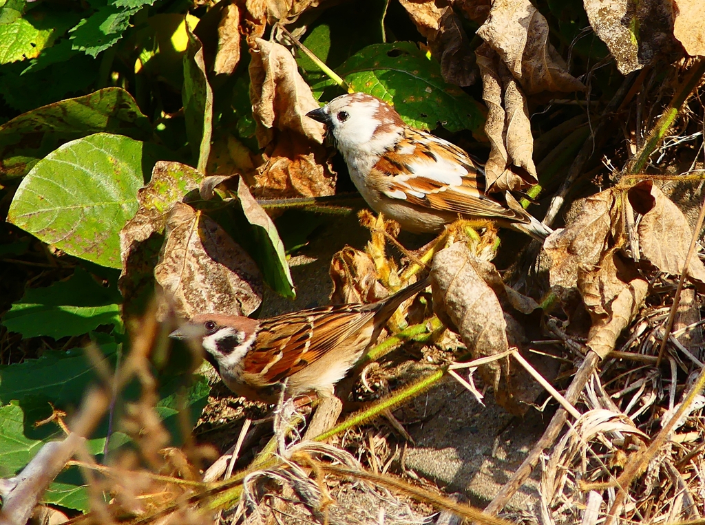P4660842：白いスズメ_R