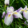 P4170736：菖蒲_R