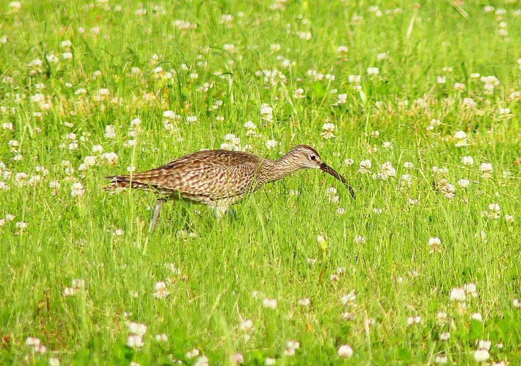 P4950604：チュウシャクシギ_R