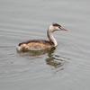 P1970039：カンムリカイツブリ_R