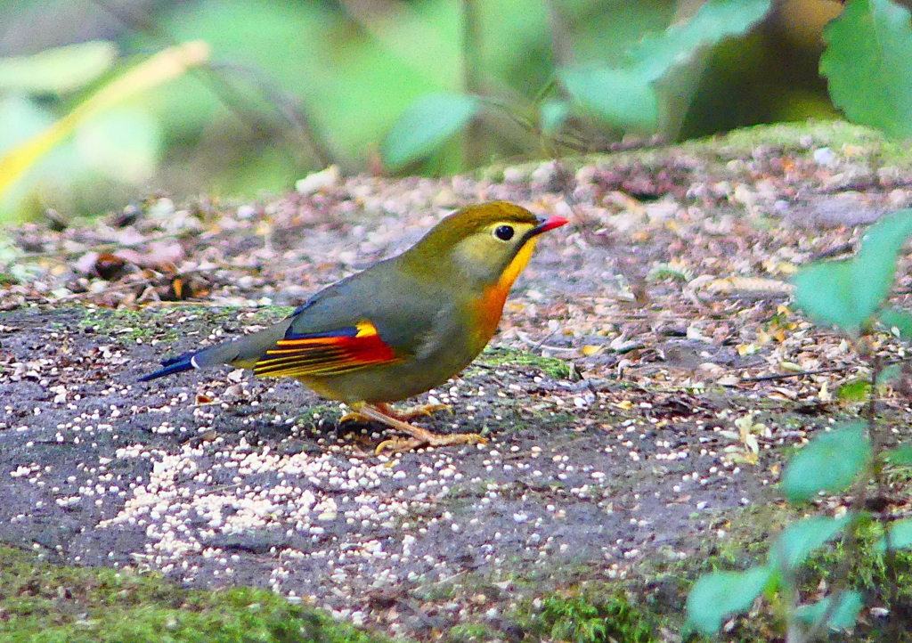 P1440093：ソウシチョウ_R
