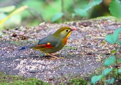 P1440093：ソウシチョウ_R