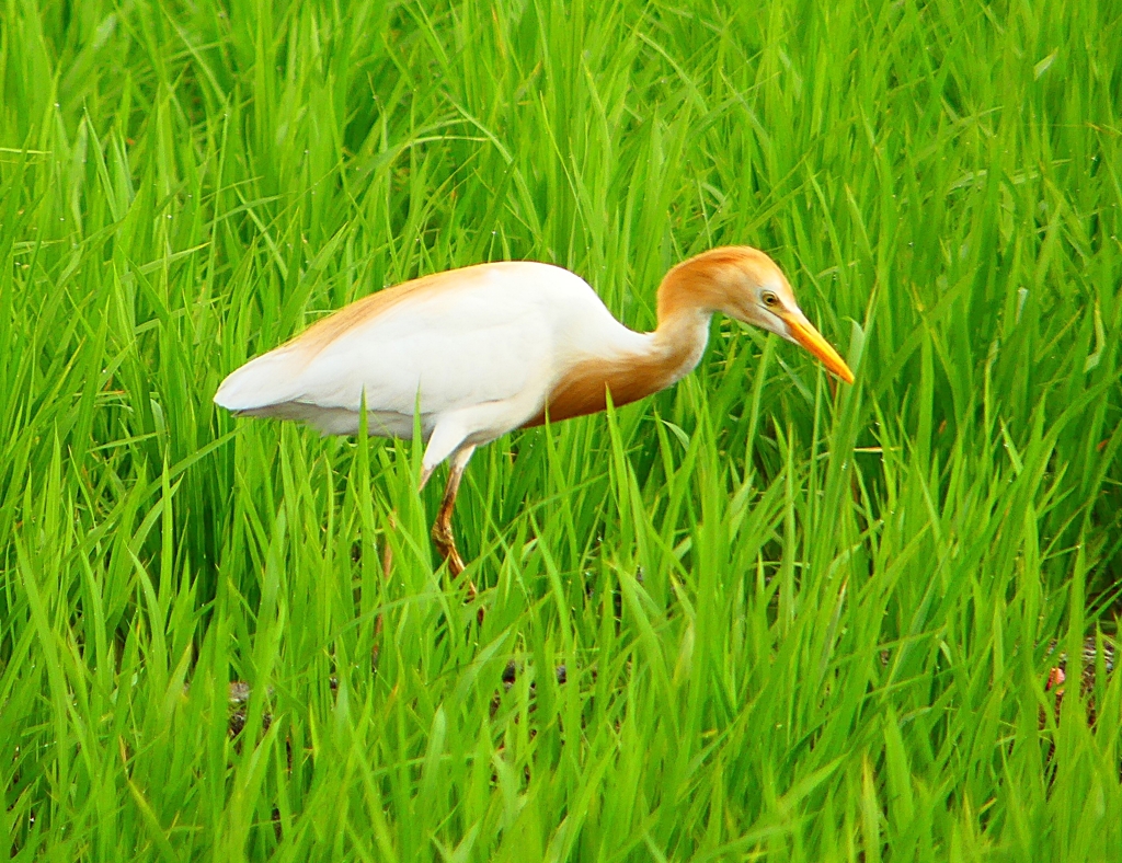 P1060190：アマサギ_R
