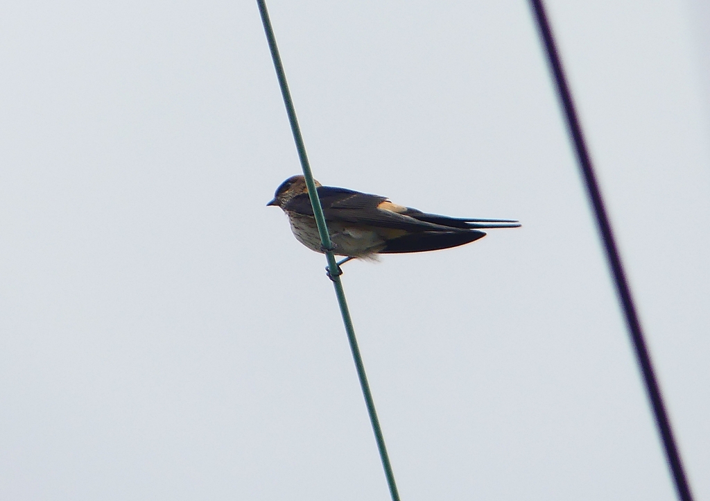 P1230736：コシアカツバメ_R