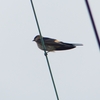 P1230736：コシアカツバメ_R