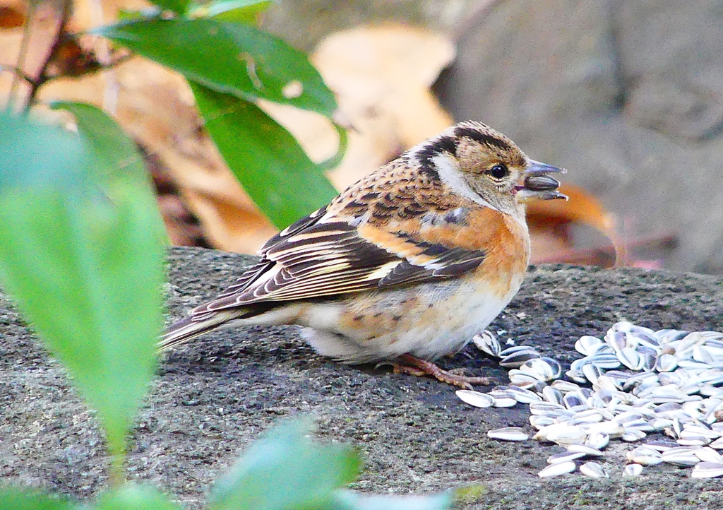 P1710086：アトリ_R