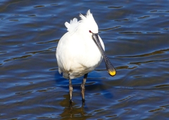 P1700401：ヘラサギ_R