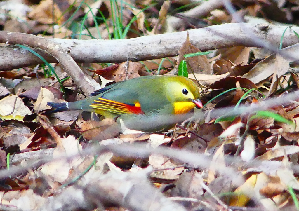 P1730429：ソウシチョウ_R