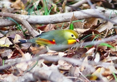 P1730429：ソウシチョウ_R