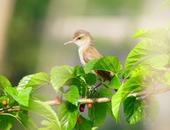 P4990471：オオヨシキリ_R