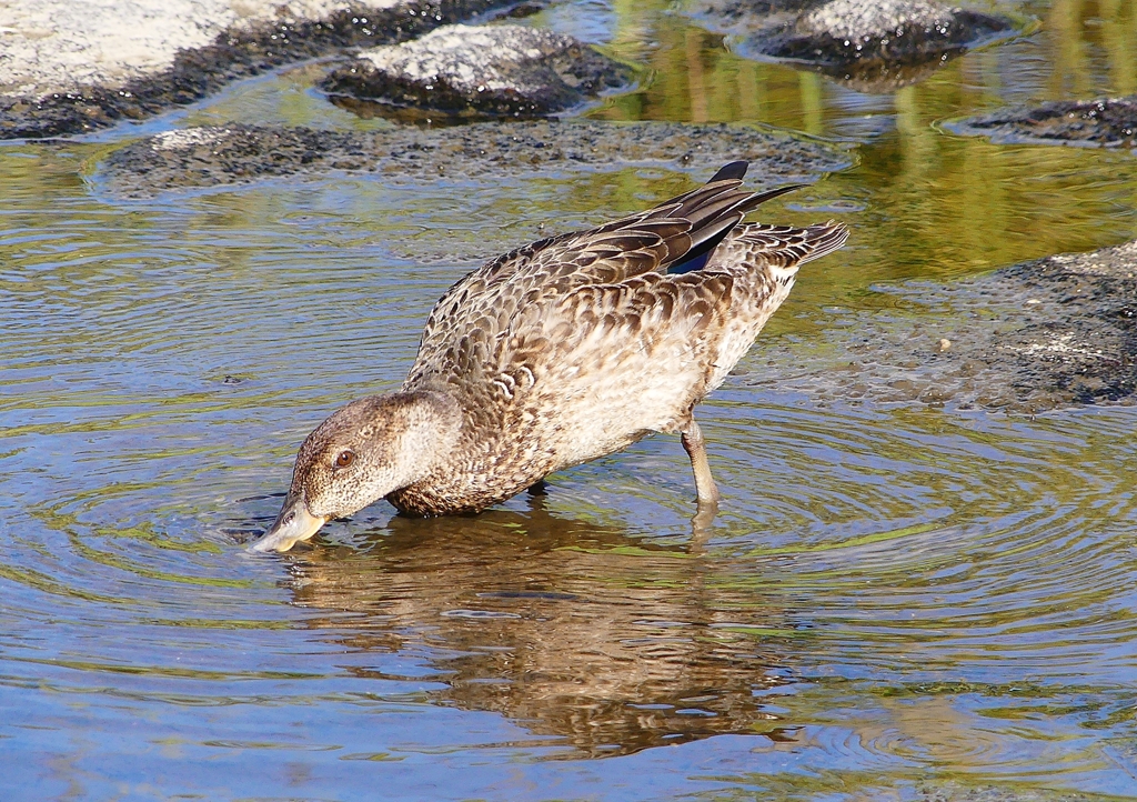 P1220380：コガモ_R