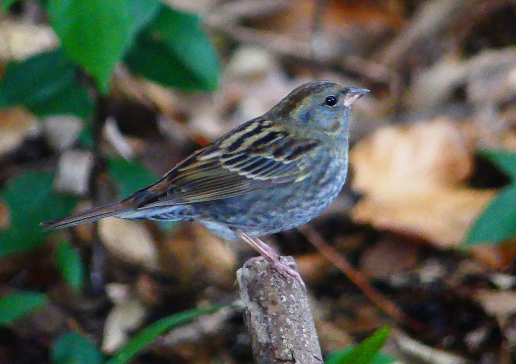 P1750307：クロジ_R