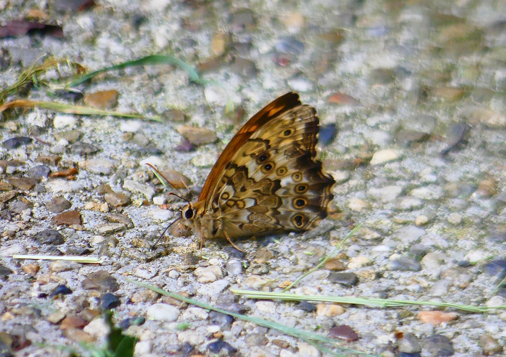 P2030345：ヤマキマダラヒカゲ_R