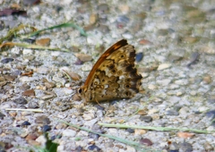 P2030345：ヤマキマダラヒカゲ_R