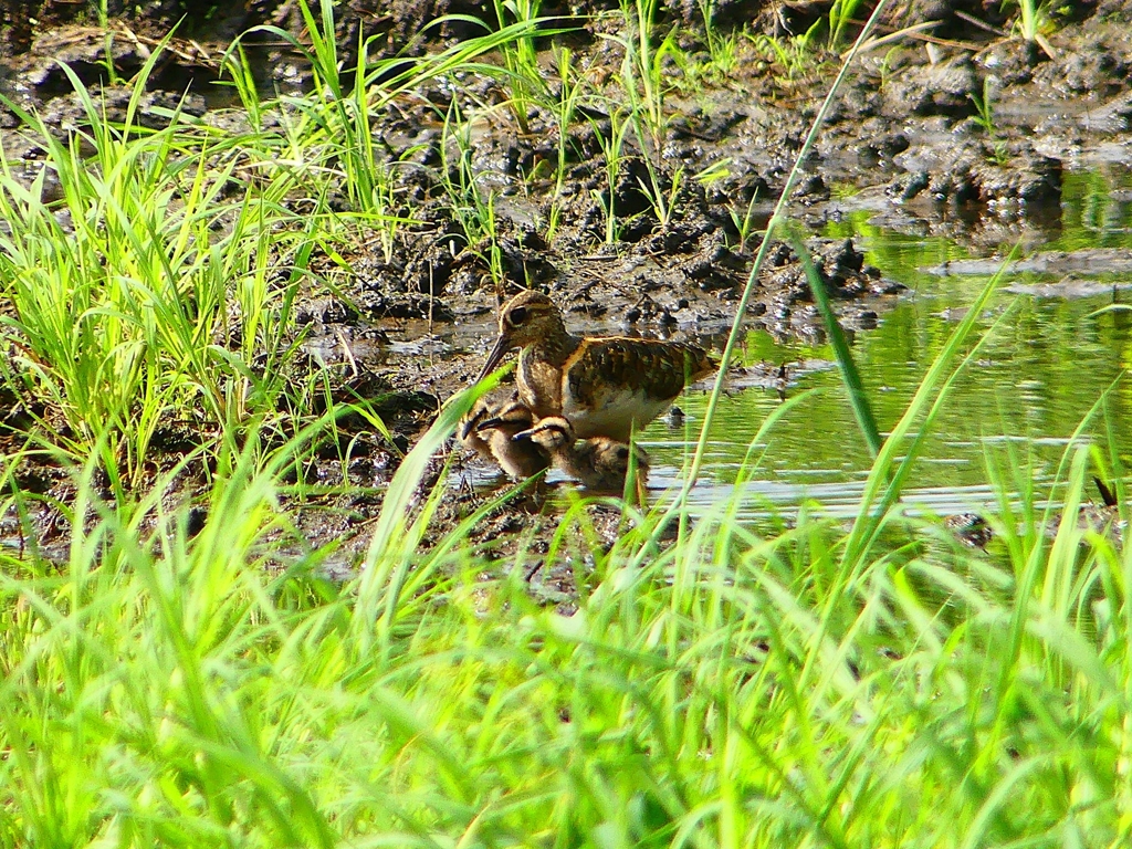 P1130357：タマシギ親子_R