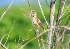 P2000564：オオヨシキリ_R