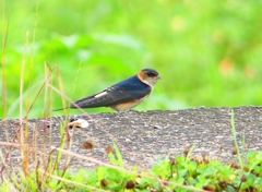 P1030633：コシアカツバメ（幼鳥）_R