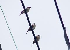 P1400238：ニュウナイスズメ_R