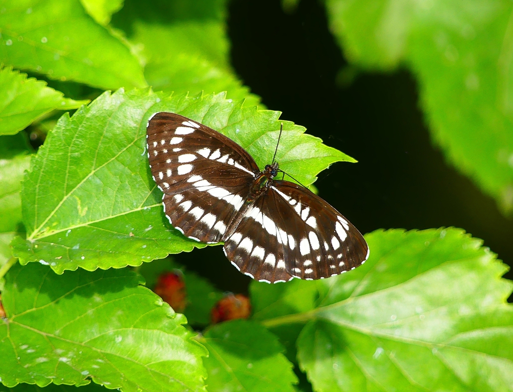 P4120310：ホシミスジ_R