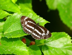 P4120310：ホシミスジ_R