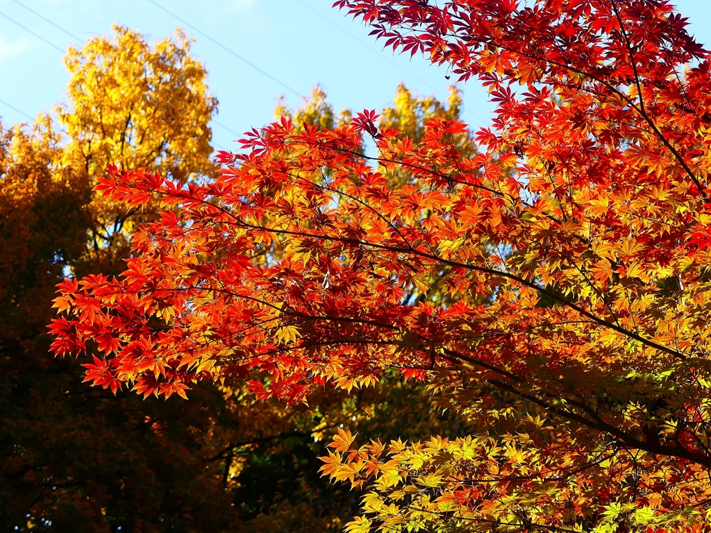 P4520003：紅葉_R