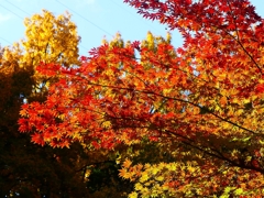 P4520003：紅葉_R