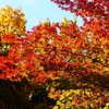 P4520003：紅葉_R