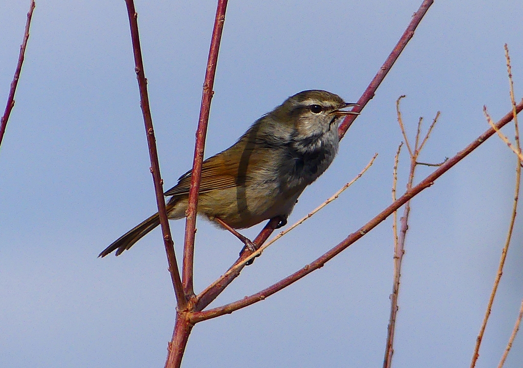P1840346：ウグイス_R