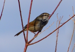 P1840346：ウグイス_R