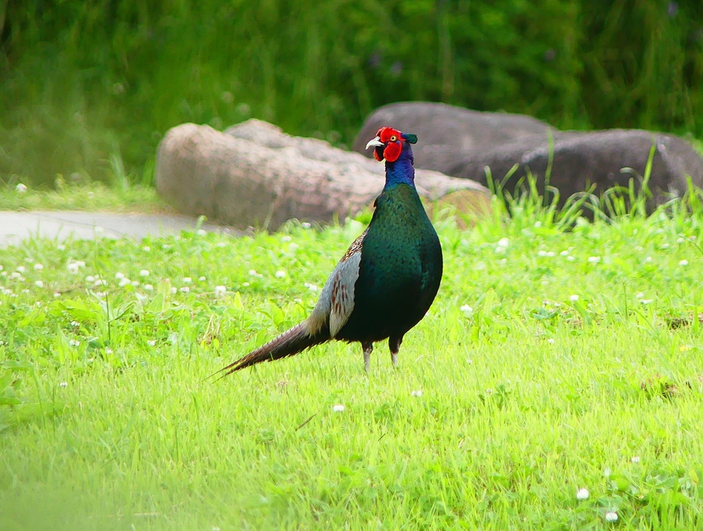 P4130401：キジ（オス）_R