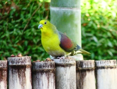 P4770650：アオバト（オス）_R