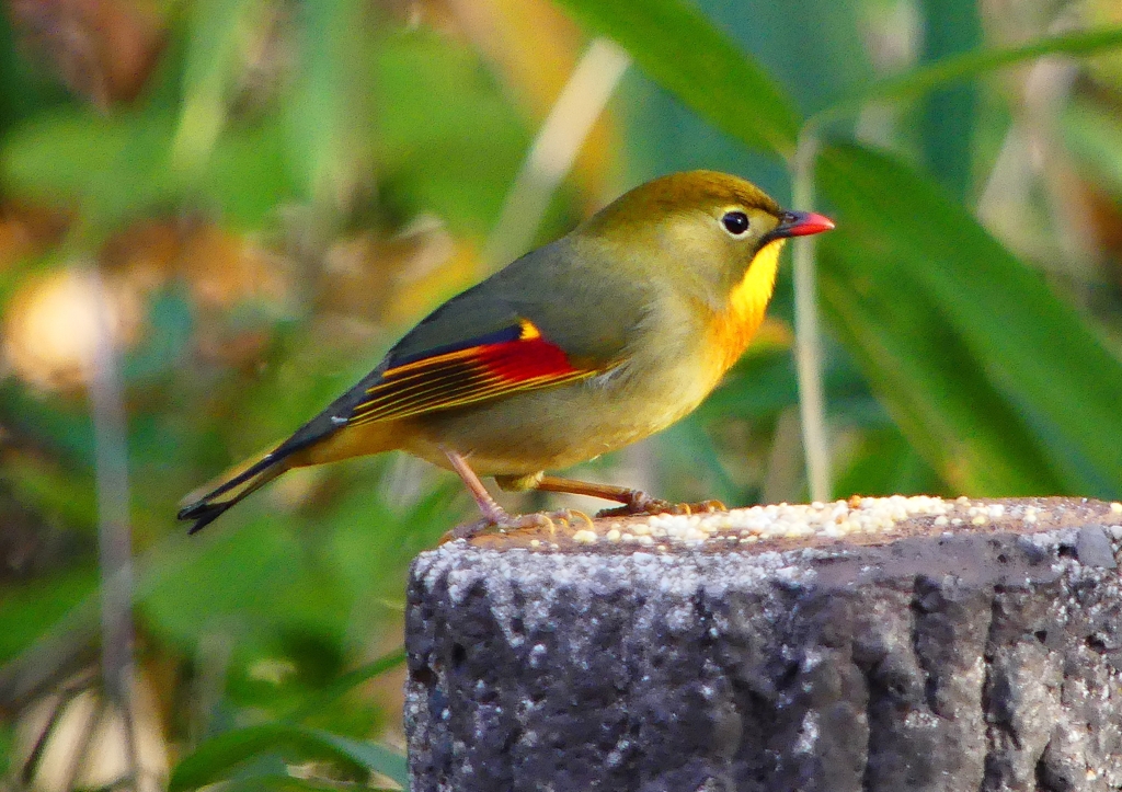 P1520414：ソウシチョウ_R