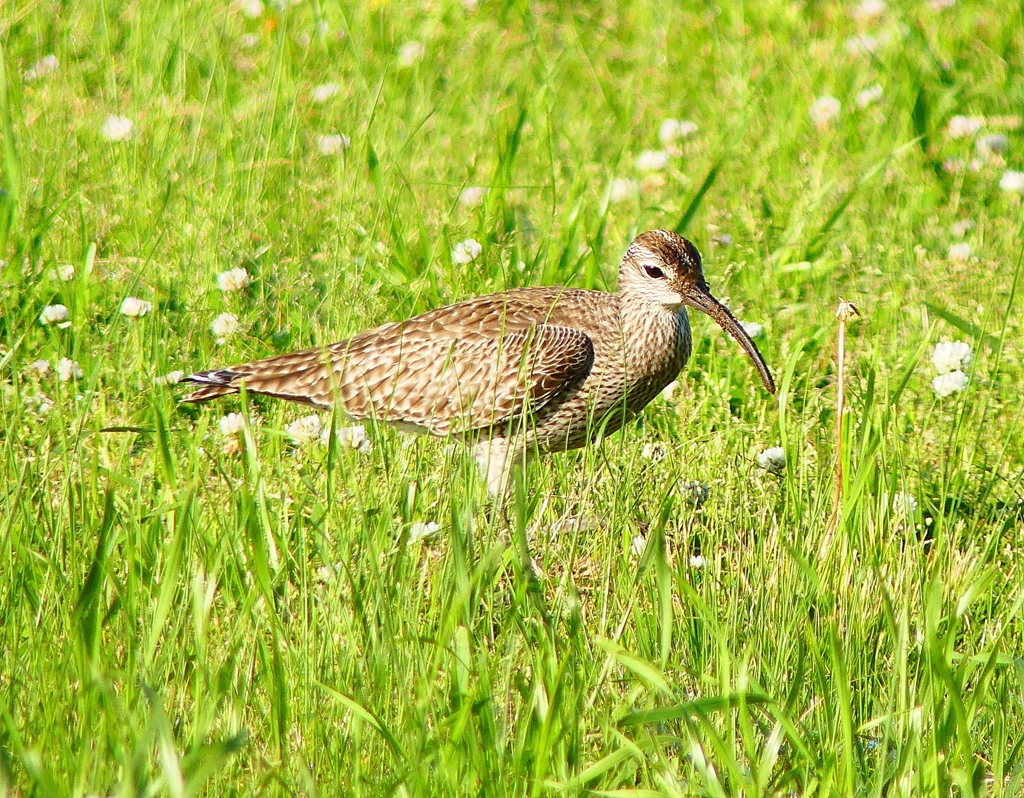 P4950712：チュウシャクシギ_R