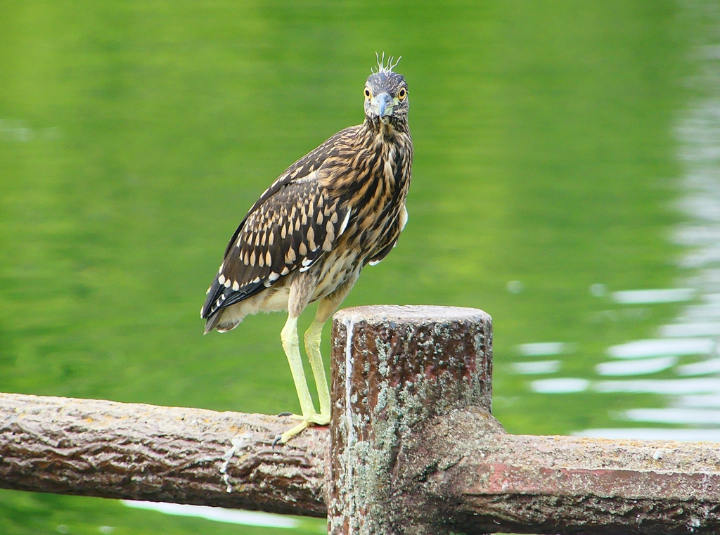 P1120672：ホシゴイ_R