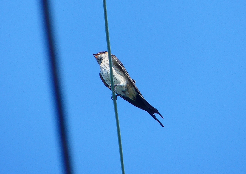 P1180573：コシアカツバメ_R