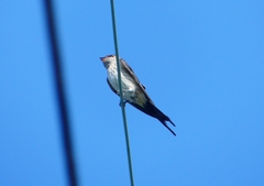 P1180573：コシアカツバメ_R