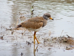 P4980915：ケリ（幼鳥A）_R