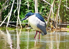 P2010783：ゴイサギ_R