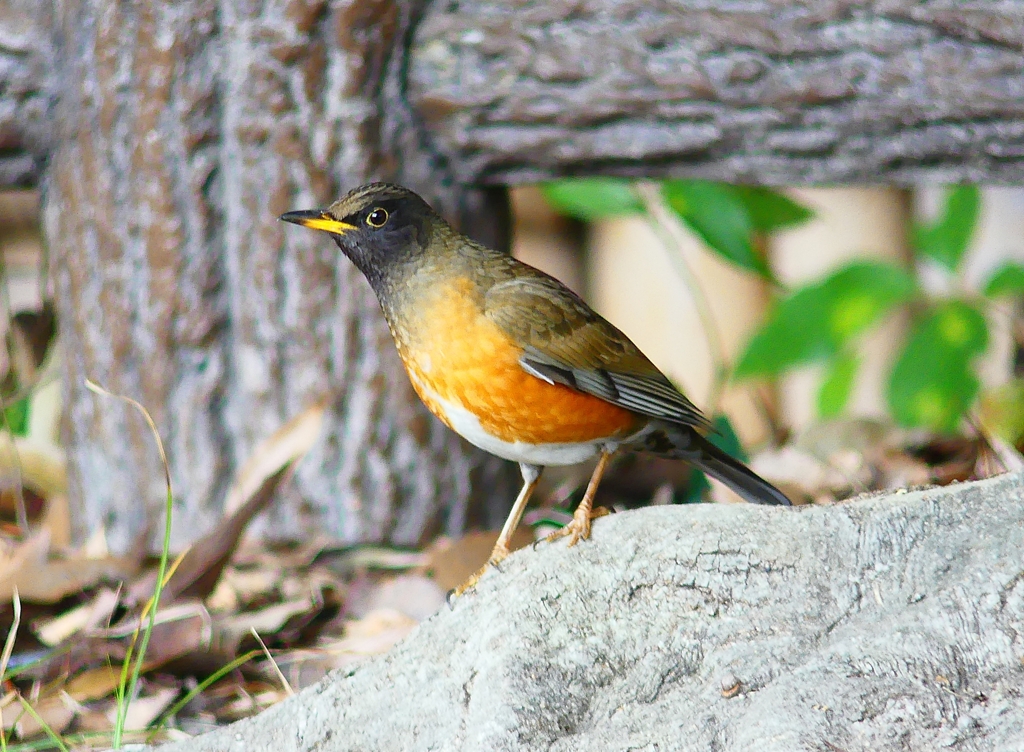 P4720041：オオアカハラ（オス）_R