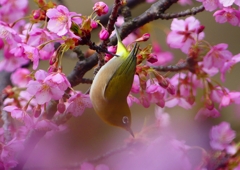 P1870018：河津桜にメジロ_R