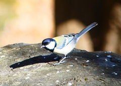 P1730363：シジュウカラ_R