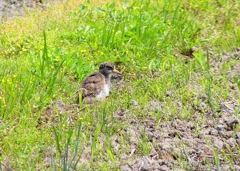 P5000017：ケリ（幼鳥）_R