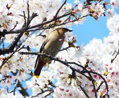 P3960798：桜にキレンジャク_R