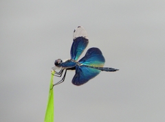 P1050182：チョウトンボ_R