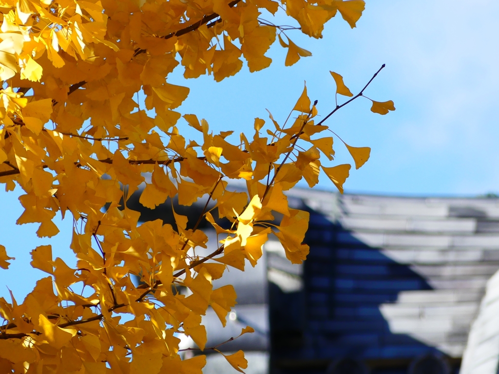 P1030391：南禅寺＜京都の紅葉＞_R