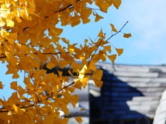 P1030391：南禅寺＜京都の紅葉＞_R