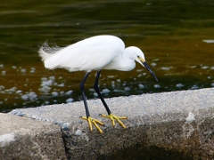 P1110581：コサギ_R