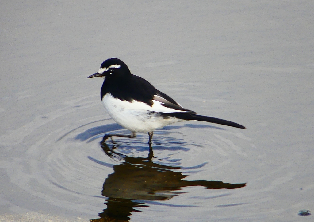 P1790744：セグロセキレイ_R